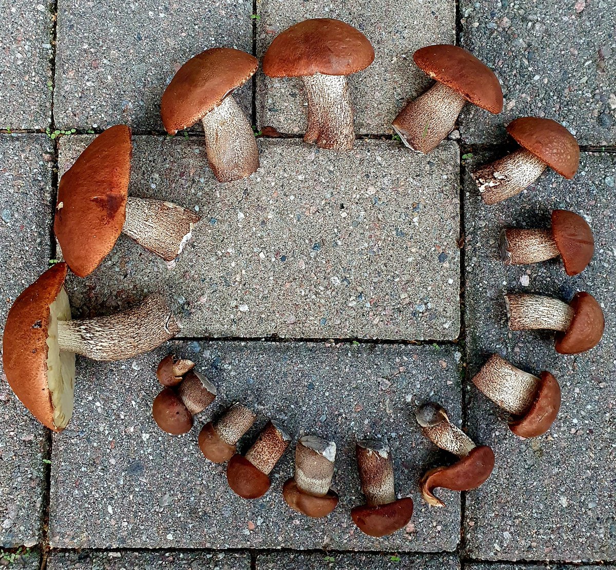 Tattisatoa kotipihalta. #sieni