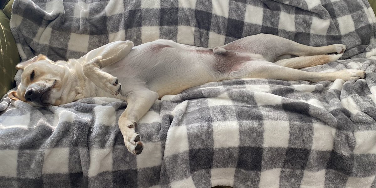 MaxChester21's tweet photo. Max sleeps like he has 3 jobs, 5 kids and just cleaned the house! 😝

#MaxChester #nap #sleepy #dog #yellowlab #LaborDay2023 #LaborDay #lazy #labrador #Sleeper #spoiled #Dreamcatcher https://t.co/UIlz7ondA4