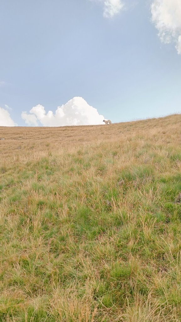 Bulut deve olmuş gidiyor