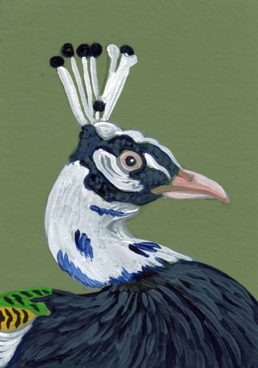 Today's Featured Image:  
Peacock ACEO by carla smale
View Larger Image: ArtWanted.com/imageview.cfm?…

#art #artwork #artist #featuredart