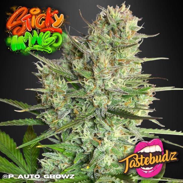 TastebudzSeeds's tweet photo. Sticky Mango Auto
Mostly Indica
30% THC
Gorilla Gas x Tangie punch x Somango
8-10 weeks flowering
Energetic, euphoric, long lasting
B.O.G.O.F online now at https://t.co/P82gs3eKt2
#stickymango
#tastebudzgenetics
#tastebudzseeds
#autoflower https://t.co/a2Og8XmsV4