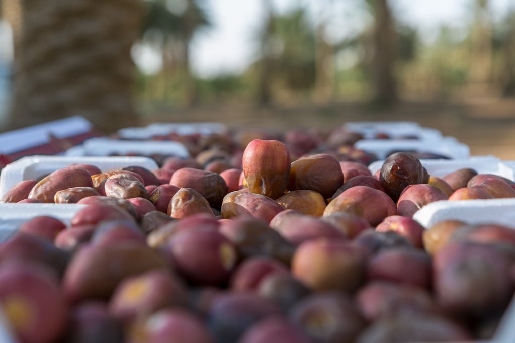 alfayez_dates's tweet photo. حلوة الطعم وهشّة القوام و باردة عند التناول:
كل هذه الخصائص تجتمع في
مناصيف #السكرية_الحمراء 😍❤️🌴 https://t.co/I0X5FajHhg