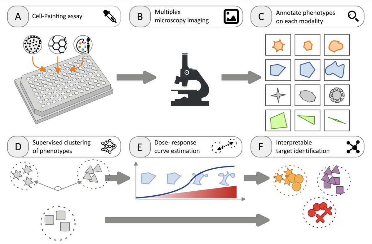 NikonInst's tweet photo. New preprint research adapts the #HighContent #Microscopy-based Cell Painting protocol for use with the filamentous fungus model Botrytis cinerea, a widespread plant pathogen. The authors demonstrate their pipeline for estimating dose-response curves: https://t.co/J6eYl6dFxg https://t.co/nplYDwGGCv
