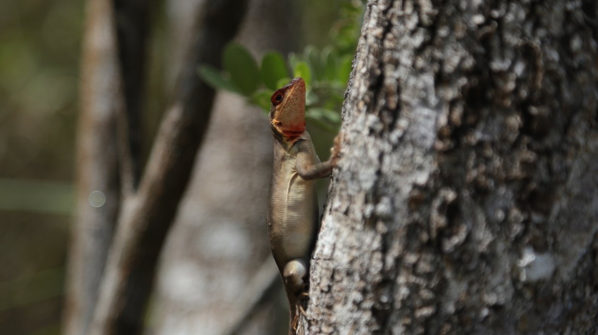 Presentamos un nuevo fragmento de ‘Una tormenta perfecta en la Amazonía’. <a href="/KilleenTimothy/">Timothy Killeen</a> explica cómo el crecimiento hidroenergético de Perú está asociado a la privatización del sector y a su vínculo con el gremio minero. Menciona que resistencias contra megaproyectos persisten.