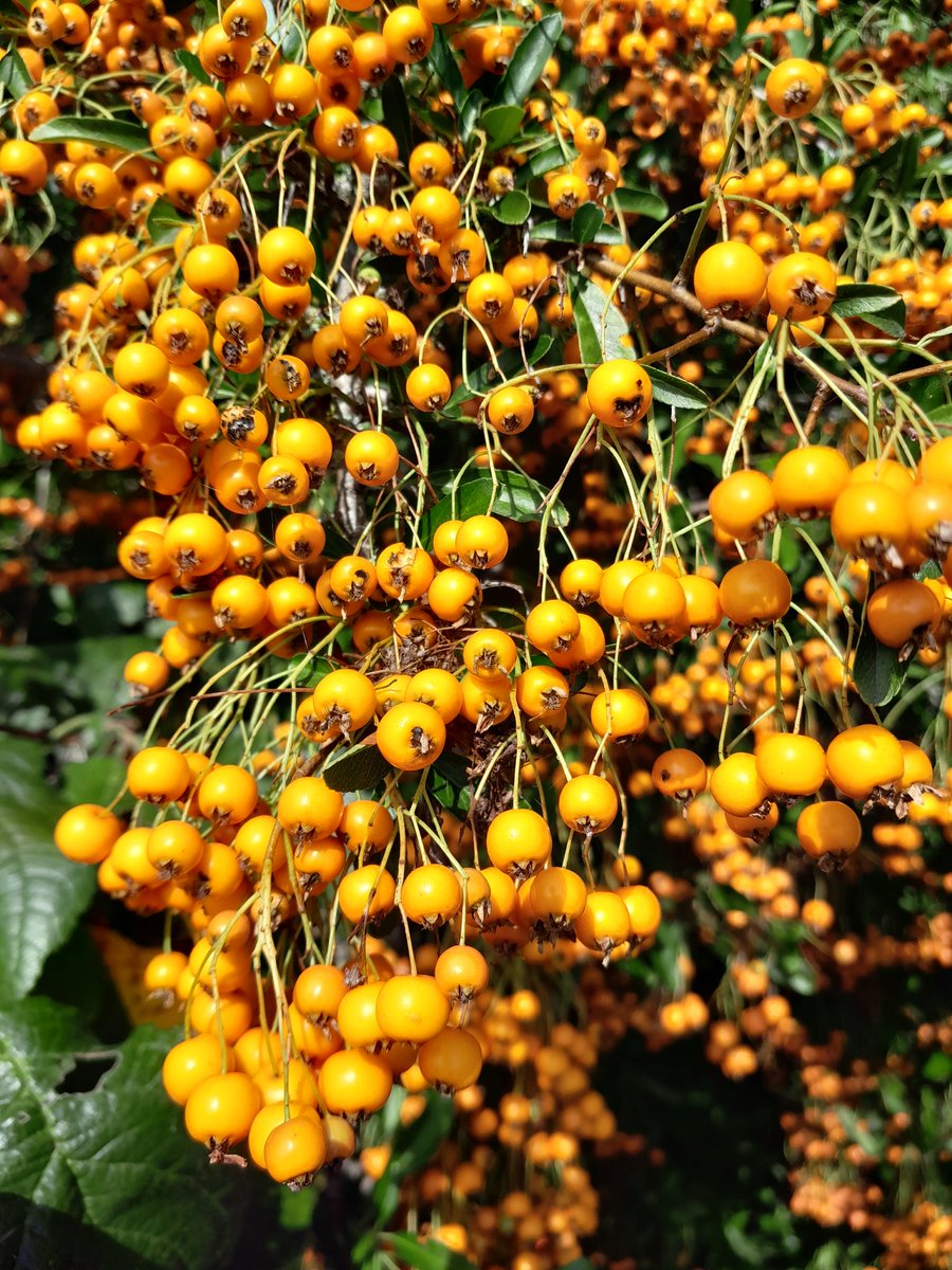 berietree tweet picture