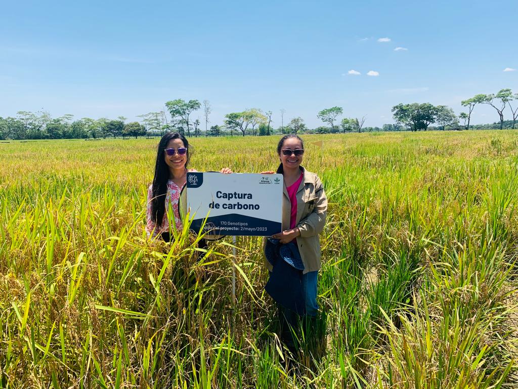 El equipo de mejoramiento del Programa de #Arroz🌾 de @BiovIntCIAT_esp realizó la selección y cosecha de germoplasma de la Alianza y del #HIAAL en el Centro Experimental Santa Rosa (@FEDEARROZGREMIO🇨🇴)