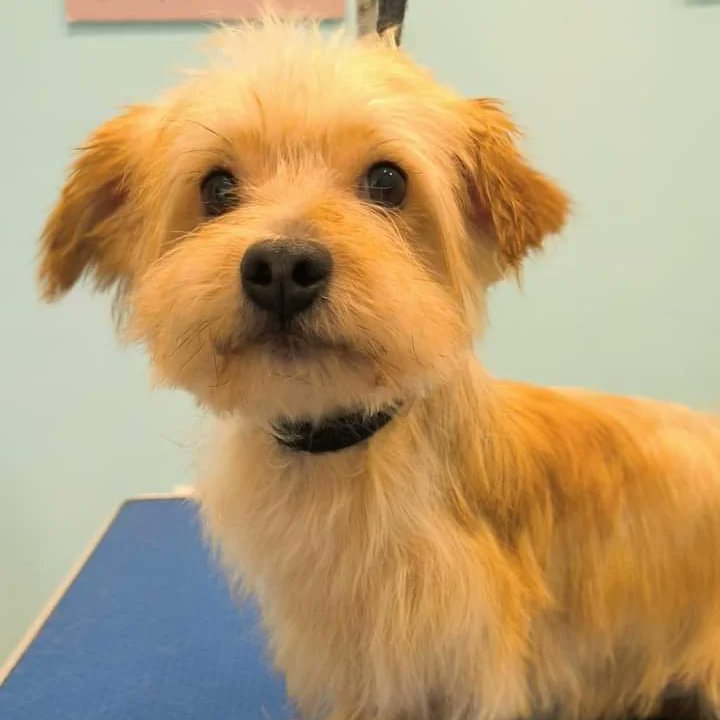 Se busca adopción para estos dos perritos de 9 y 7 años .
Su dueño ha fallecido y están en las dependencias municipales en Toledo ,donde los meterán en la perrera .

Tlf:  678059013