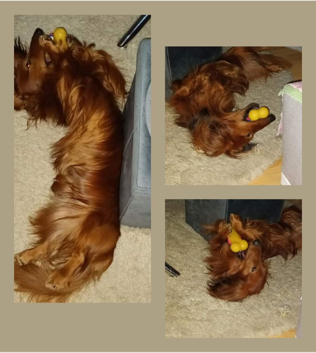 s_dankova's tweet photo. Svádím boj s pískací kostičkou aneb Roneček 3x jinak 😍🐾
#Ronikodjesterek 🦎 https://t.co/hcOBpCA9QG