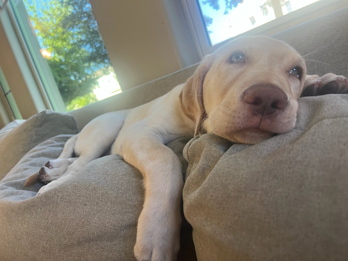 SWMaybelline's tweet image. maybellinebook.com
Happy Labrador Day...oops! LABOR DAY!!! Relax and enjoy your day.
#LabourDayClassic #LaborDayWeekend2023 #LaborDaySale #labrador