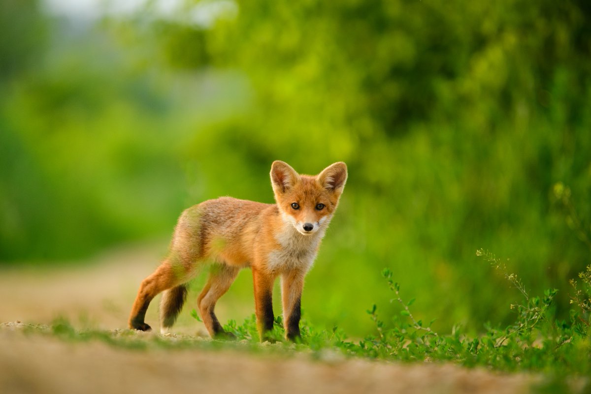 ProtectTheWild_'s tweet photo. We will not stop posting about this until it becomes common knowledge that right now in the UK thousands of people are going out to kill fox cubs in what's known as "cubbing"..

It's done to train hounds to kill foxes.

Please drop us a follow and help us @ProtectTheWild_ https://t.co/0yAWpKk3U4