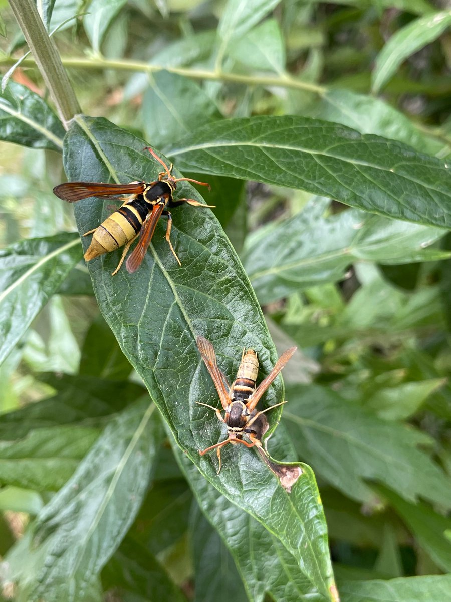 Awesome mimicry. Poplar clearwing moth (Parenthrene) m&f @NHMLA garden today.