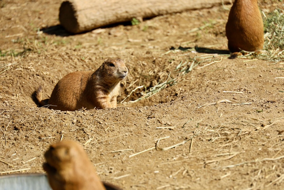 sciuridaely's tweet photo. It's going to be a great #Sciuridae for nut gathering!

On #Sciuridae, someone has to stand guard while  others are munching. Switch soon!

Every day is #Sciuridae &amp; #prariedogs are ground #squirrels!

#fightlikeasquirrel #SquirrelStrong 🐿️💪#SaveGreySquirrelUK #SquirrelScrolling https://t.co/v72cb9mIrH