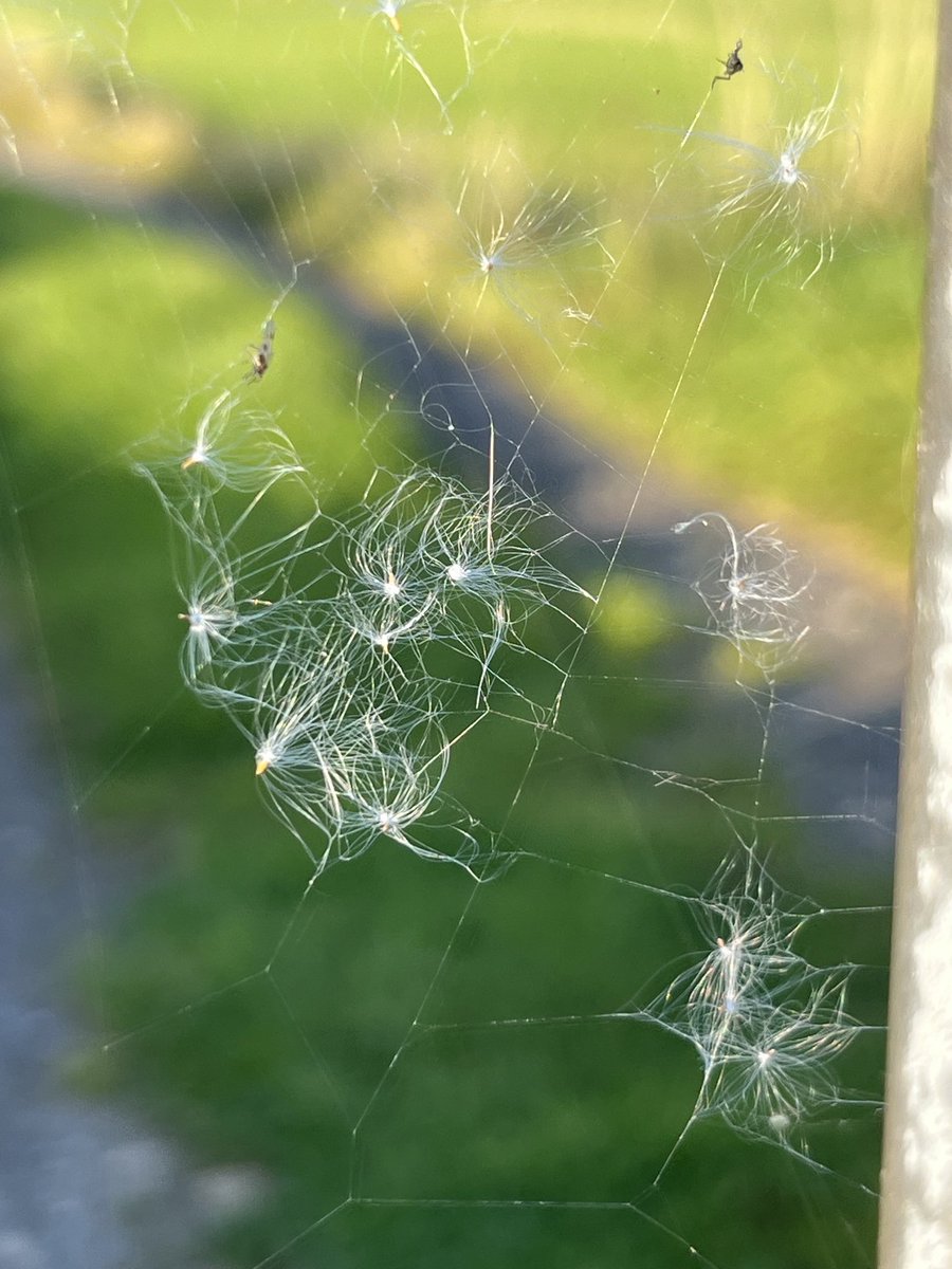 Seeds caught in a spider’s web. @DerbysWildlife @wildflower_hour @Natures_Voice @EasternMoors @peakdistrict