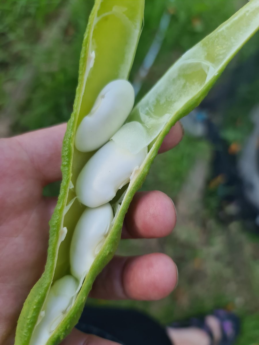 katerina7711's tweet image. My #giant #butterbeans are ready to harvest at the #allotment #γίγαντες #gyo #growyourown #veg #gardening