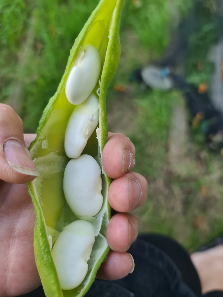 katerina7711's tweet image. My #giant #butterbeans are ready to harvest at the #allotment #γίγαντες #gyo #growyourown #veg #gardening