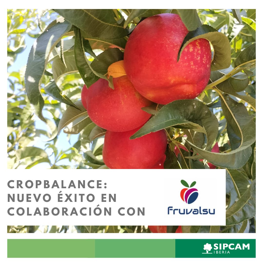 sipcam_iberia's tweet photo. La eficacia de #CropBalance se puede explicar, pero hay imágenes que valen más que mil palabras.
📸 ¿Qué os parecen estas de la campaña 2022 y 2023 de Fruvalsu?
Sus #nectarinas tenían poca coloración y, tras utilizar CropBalance, el éxito ha sido rotundo: https://t.co/KUazp5dRhP https://t.co/00F8CWU0b0
