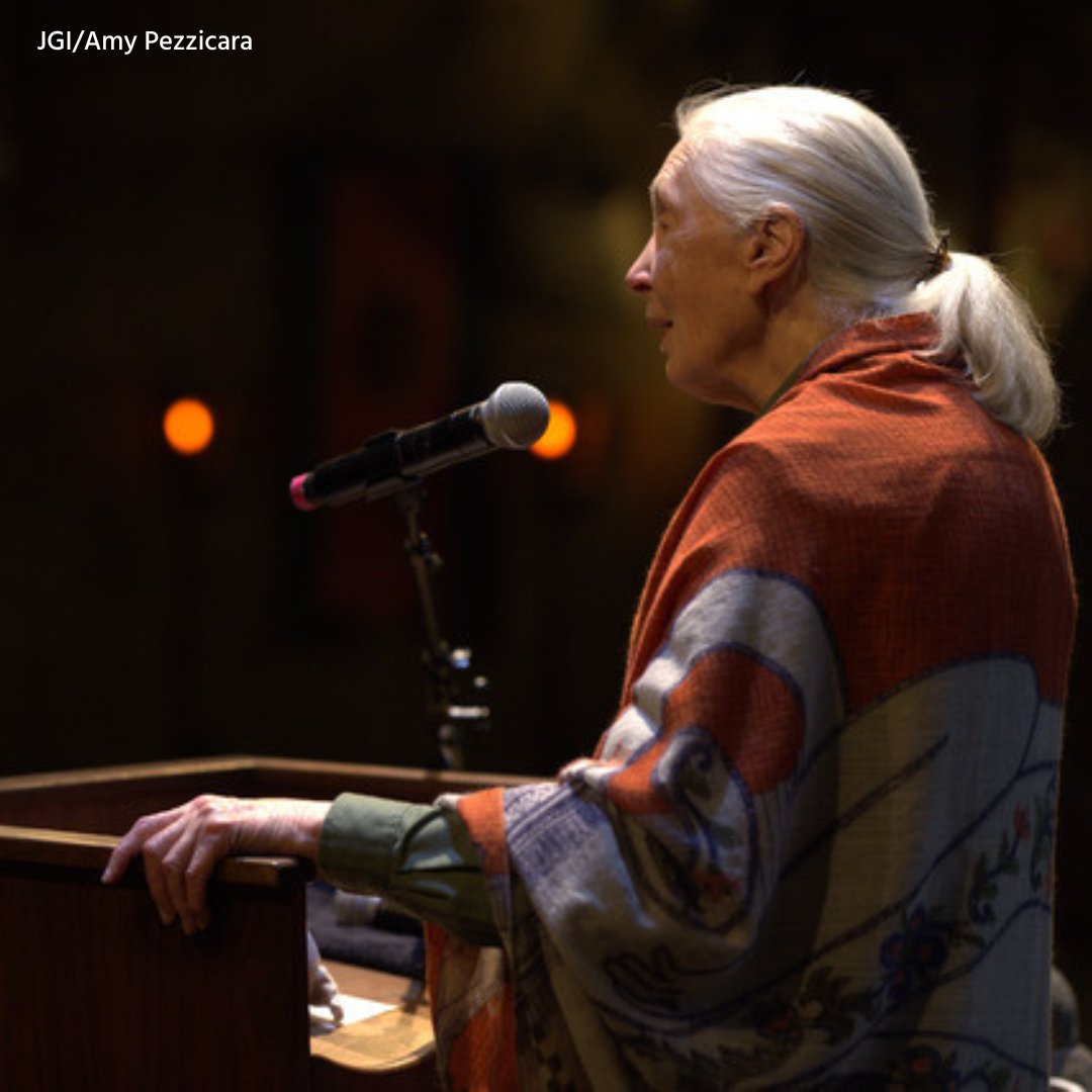 “We can have a world of peace. We can move toward a world where we live in harmony with nature. Where we live in harmony with each other ... This is where we’re moving towards.”—Dr. Jane Goodall, DBE, UN Messenger of Peace, Founder of the Jane Goodall Institute.