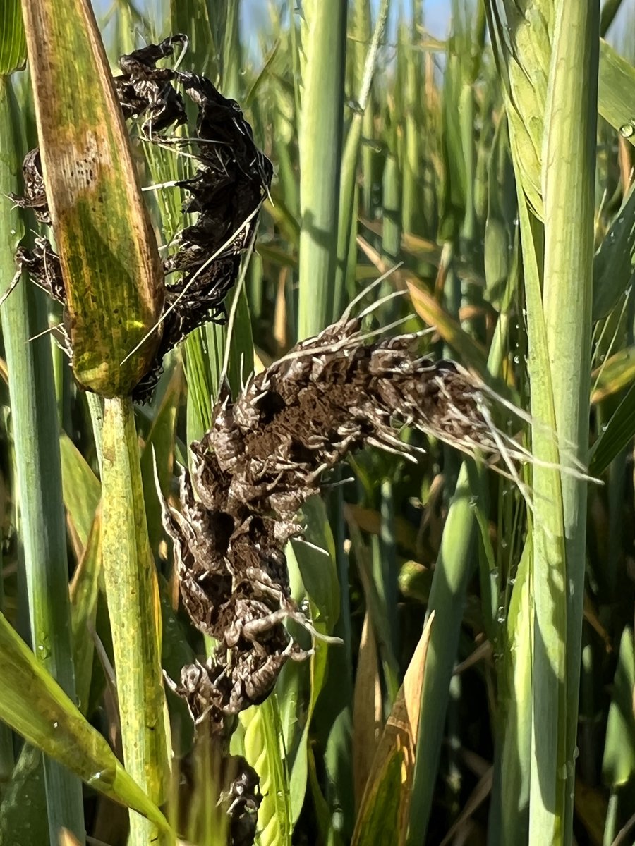 Loose smut is more prevalent in WA barley crops this year primarily due to the conducive spring conditions experienced in 2022. Learn more about this disease and how to manage it in the latest #PestFactsWA. @GRDCWest agric.wa.gov.au/newsletters/pe…