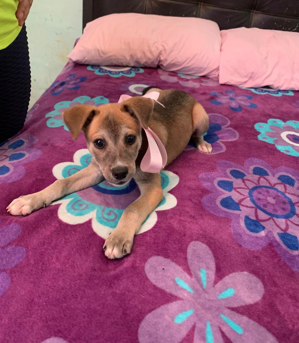 Alina_Gag's tweet photo. Comparto texto y fotos (no es mi caso info con Raquel)

Buenas tardes! ... Por favor pueden apoyarme . La semana pasada mi mamá encontró fuera de su casa a una cachorrita de aproximadamente 4 meses, decidió recojerla pues es muy pequeñita y una perrita callejera  intentó atacarla https://t.co/Y1shAkvxqI