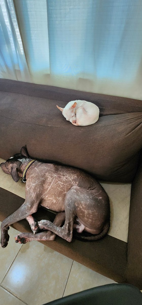 Vrg... amo mi trabajo pero extraño un chingo a mis perros. 😭
P.d El que parece mapa de las líneas del metro en CDMX, son por jugar con sus amigos, no vayan a empezar con que lo maltrato o similar... y no le pasa nada, no sangra ni nada, son solo rasguños, el cabrón juega pesado