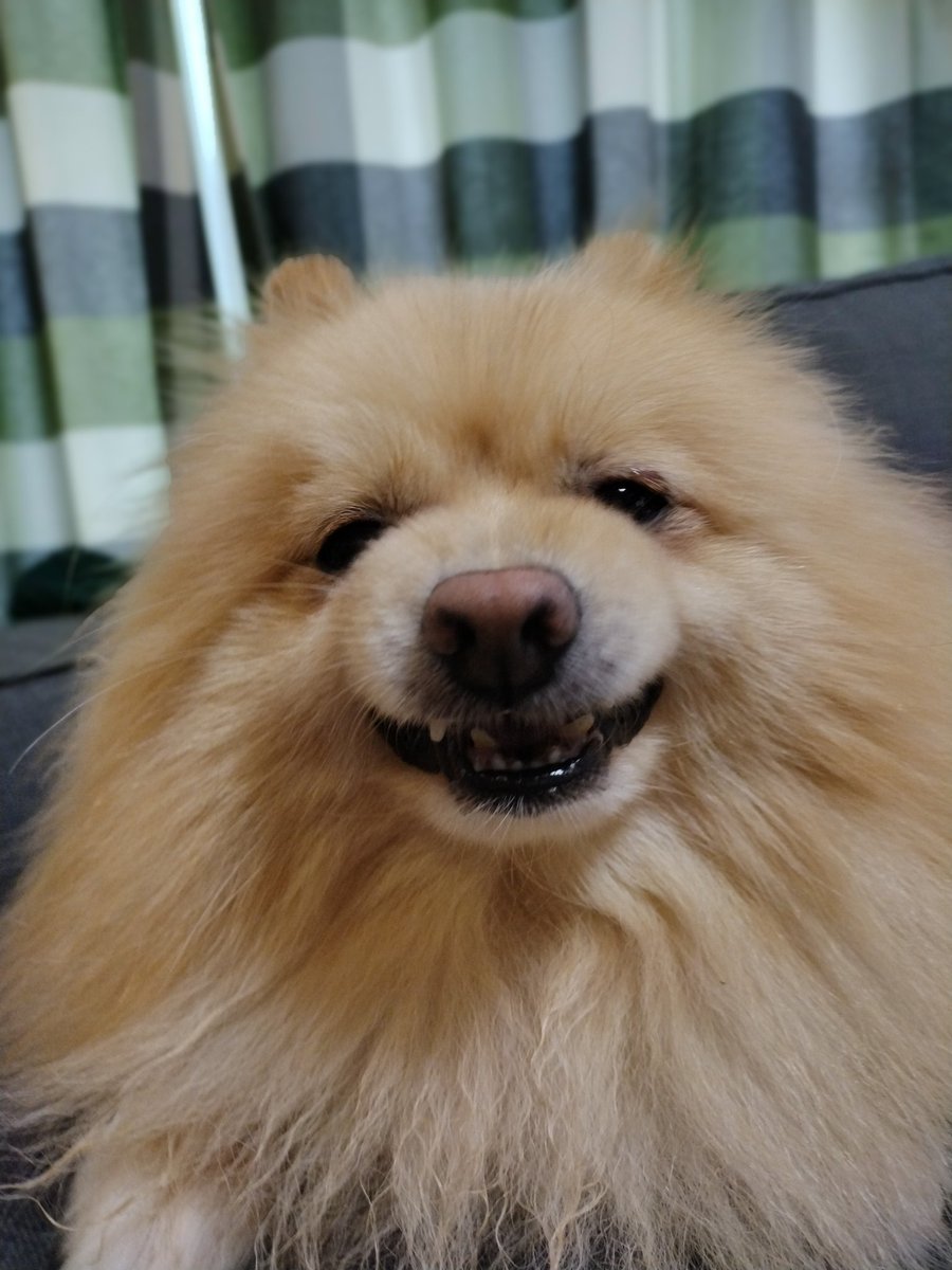 ブチ切れポメラニアン