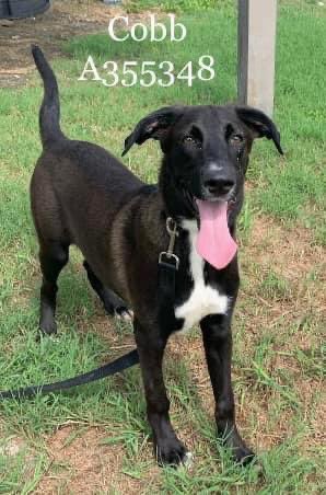 RoCoGB's tweet photo. 🆘COBB - just a baby 6mths💔
#A355348
🔥DIES 9/7🔥
Arrived 5/8 as 2mth baby
NOW he DIES - makes NO SENSE😩
BLACK lab - he’s such a gr8 little man
Grown in 3 months - Friendly Social & very playful🎾🐾🐾
And they called it Puppy LOVE - plz help save COBB
Plz #Pledge needs #Rescue ASAP
CorpusChristi ACS TX