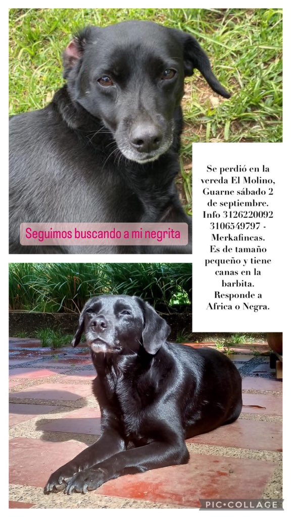 LauRpo1's tweet image. Todavía no la encontramos 😔 Ayúdenme a difundir por favor @MiOriente @AlcaldiaGuarne @Actualidad_O #Guarne #Perrosperdidos