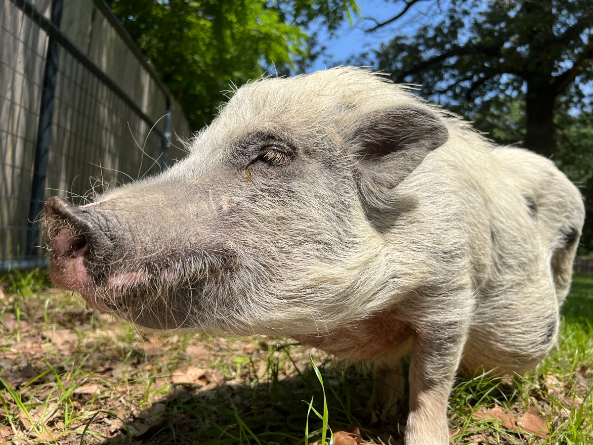 Pumpkin takes time to stop and smell the roses!  Or maybe it's the persimmons about to fall from the tree.

#pigs #rescuepig #bekindtoallkinds #minipigs #adorableanimals #pigsmakemehappy #lifewithpigs #sanctuarylife #friendsnotfood #animalloversdonteatanimals #williamsburgva