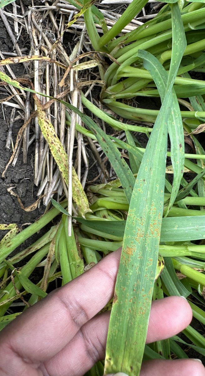 Imharidadu's tweet photo. Watch out for leaf rust in barley this season. First active spores found in the Wimmera. #Barleydiseases https://t.co/VtVXgU6jTv
