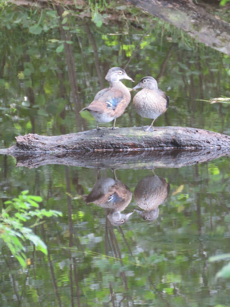 Love is sharing a fresh meal on the calm summer stream 🩵☮️🦆 
Hope your Labor Day is relaxing in some way🙂
#LaborDay #CalmVibes #birding