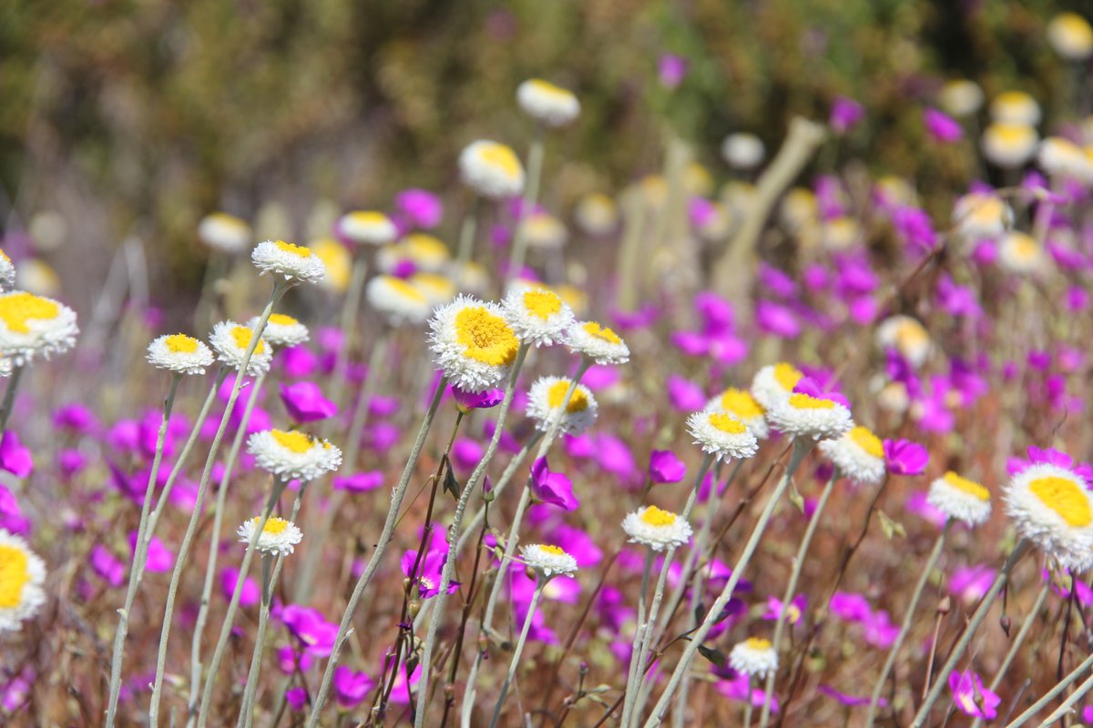 Did you know that the NT has no native vegetation legislation, no biodiversity strategy, and has never conducted any State of the Environment reporting? Lots to struggle and fight for to conserve and restore the NT's environment!! #buffel #fire #landclearing #climatechange
