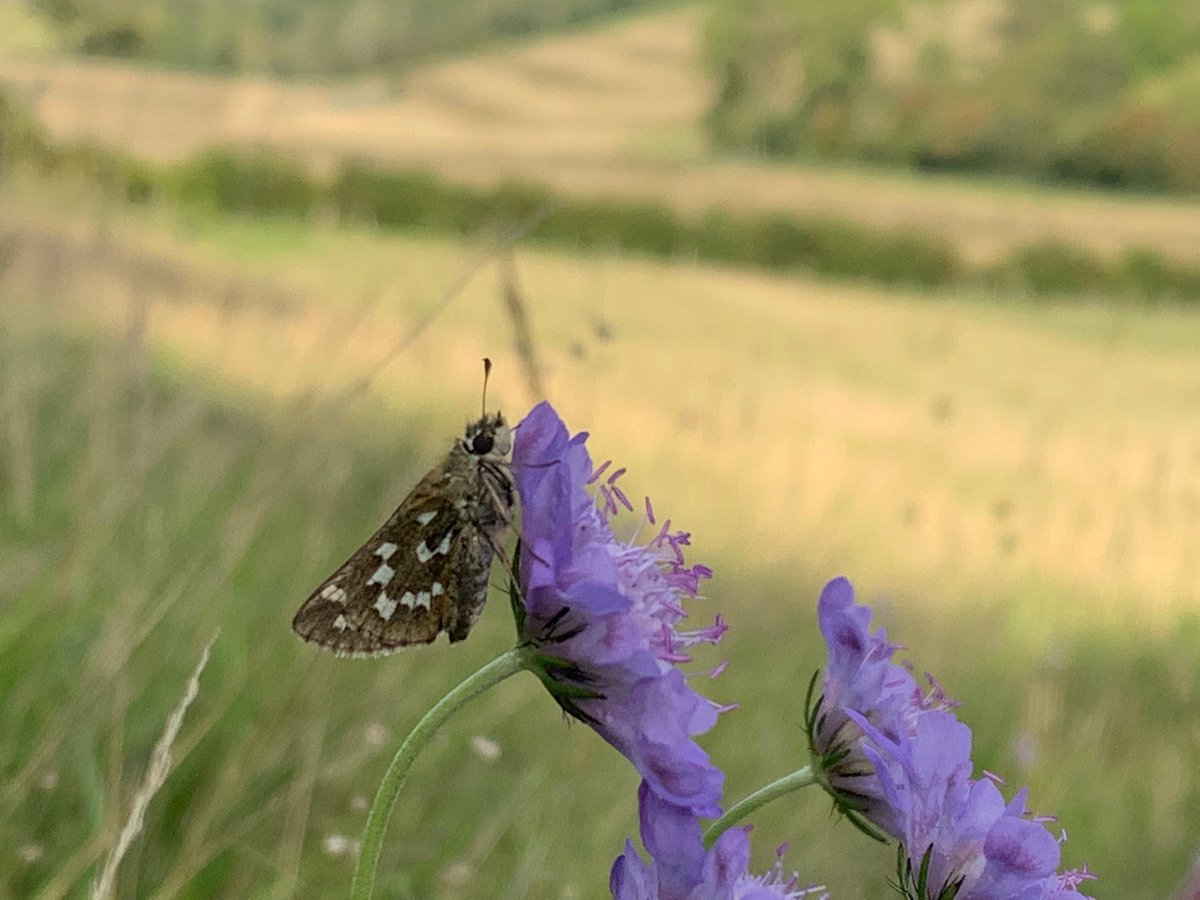 New colonies of silver spotted skipper and small blue this season, appearing on two new grasslands created over last 15 years in the lower Lydden valley, part of a 4 mile seamless network of new sp. rich/diverse grasslands. Farmers leading nature recovery at landscape scale 🪲🦋