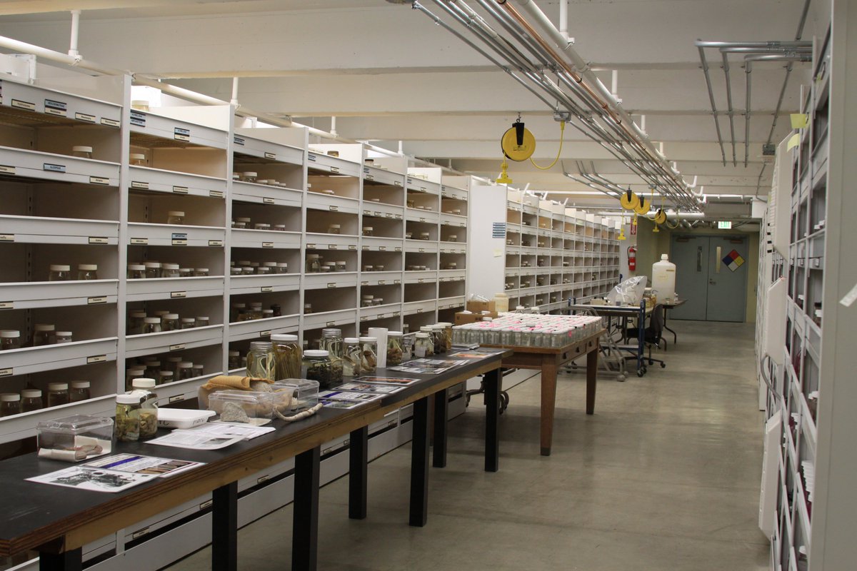 Leslie Harris (@exogone1) on Twitter photo Love polychaetes? It's time to submit for the NHM Polychaete Student Collection Support grants, deadline Oct 1st. International master's & doctoral students are eligible. See nhm.org/student-collec… Interested? Know someone who would benefit? Contact me #polychaetes <a href="/NHMLA/">Natural History Museum of L.A. County</a> Love polychaetes? It's time to submit for the NHM Polychaete Student Collection Support grants, deadline Oct 1st. International master's & doctoral students are eligible. See nhm.org/student-collec… Interested? Know someone who would benefit? Contact me #polychaetes <a href="/NHMLA/">Natural History Museum of L.A. County</a>