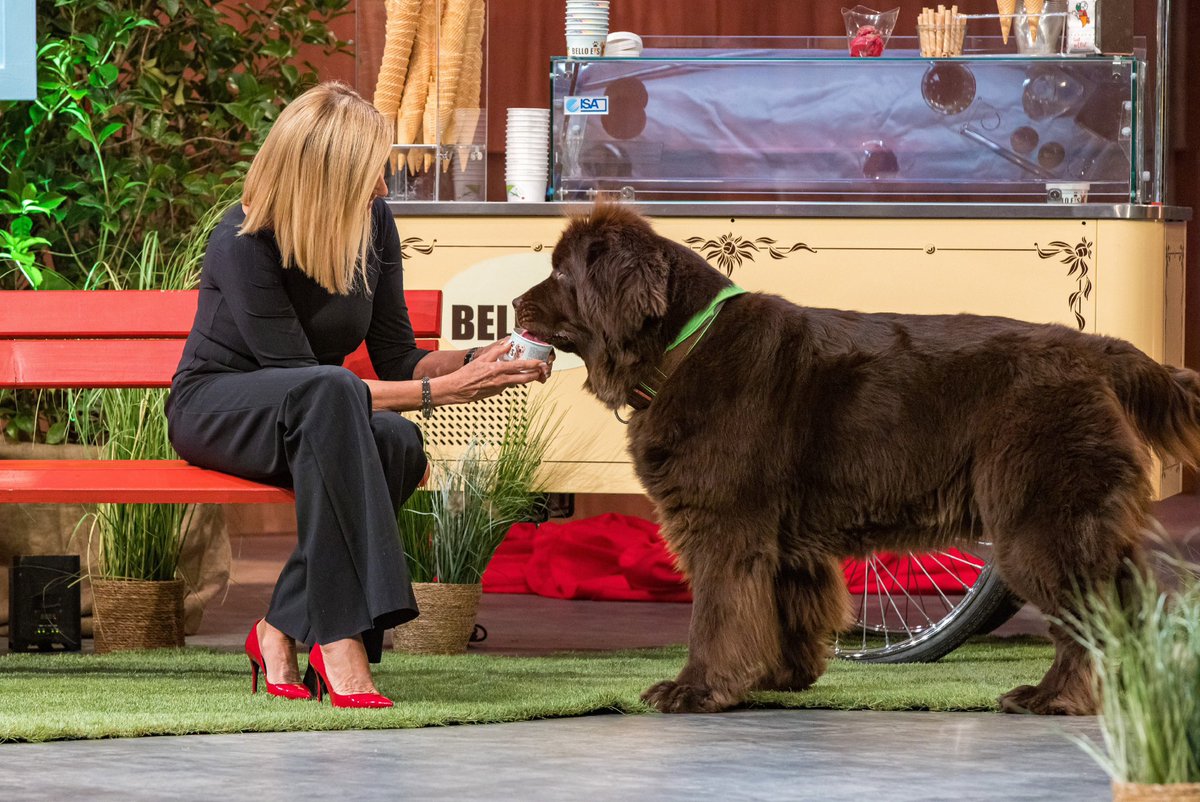 Der süße Fly mag das Eis 😍 #belloeis #dhdl