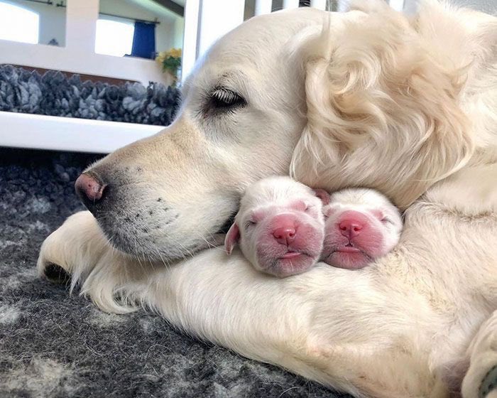 Onunla ilk eczanede tanıştık masum masum acım diye bakıyordu 8 aylık hamileydi aldım kliniğe götürdüm bugün doğum yaptı 😍