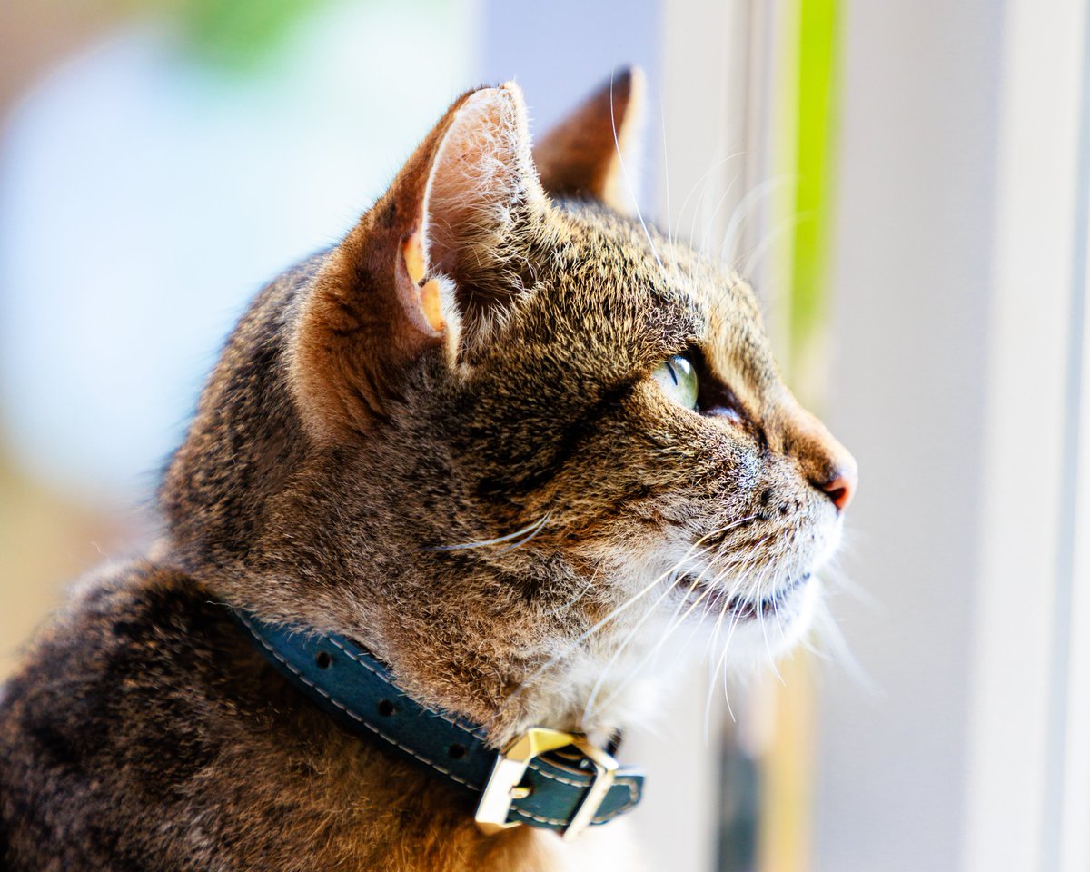 RyanButPictures's tweet photo. I photo'd my cat :) does she look pretty

#CatsOfTwitter #cats #portrait https://t.co/BbRfwrkIln