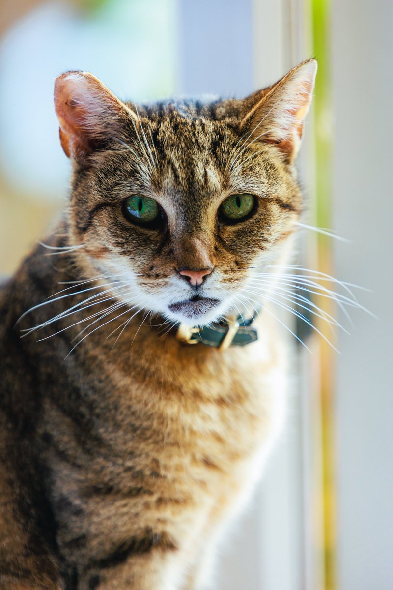 RyanButPictures's tweet photo. I photo'd my cat :) does she look pretty

#CatsOfTwitter #cats #portrait https://t.co/BbRfwrkIln