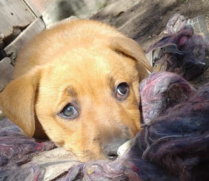 _camilalegendre's tweet photo. Esta perrita está buscando un hogar. Tiene un mes,ya come alimento balanceado. Me ayudan a difundirla🙏 ZONA OESTE MORÓN https://t.co/uDPPxf6RDh