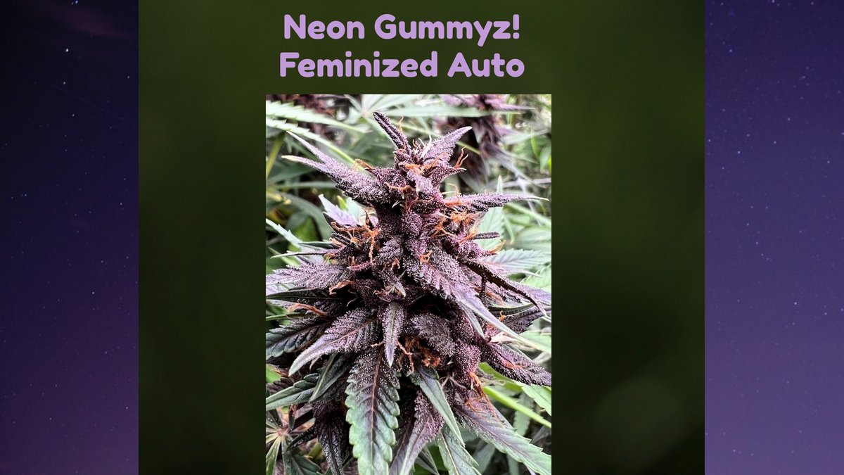 MoscaSeeds's tweet photo. Check out our LABOR DAY PROMO on https://t.co/Ue1cWF8aR6.ππ
Below is one of the giveaways!πΏπΏ
#moscaseeds #cannabis #cannabiscommunity #cannabisculture #CannabisIllinois #ILCannabis #CannabisNews #Mmemberville #ilmmj #illinoismedicalpatient #medicalcannabis #cannabinoids https://t.co/4yOHMu8tRS