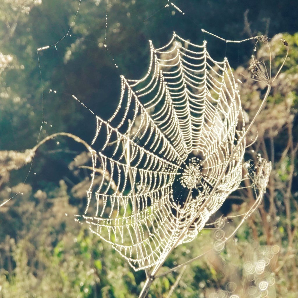 hautecommetrois's tweet image. The beginning of the autumnal 🍂🍁#SmallBeauties for this week's #SmallBeautiesHour #BecauseOfClem.