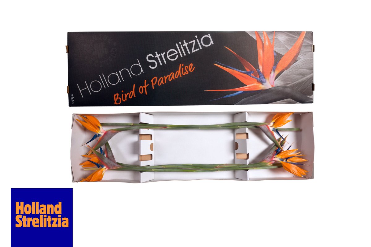 RolandDuyv's tweet photo. De allermooiste Strelitzia bloemen in heel Nederland heeft Kwekerij Holland Strelitzia nu via Klokvoorverkoop via @FloraHolland te koop via Aalsmeer. Voor de #exporteurs veel succes met onze #sierteelt bloemen voor de #bloemisten. https://t.co/bVnhPKBuKp