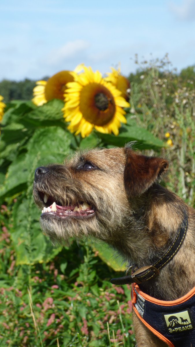Kobe Border Terrier tweet media