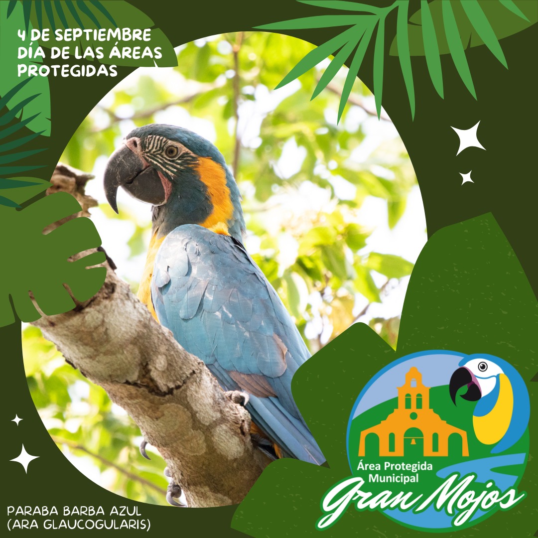 EltabanoPub's tweet photo. Hoy es el Día Nacional de las Áreas Protegidas y queremos invitarlos a seguir la cuenta de la APM "Gran Mojos" donde vivimos y trabajamos como centro ecoturístico "El Tábano Campestre" en Sachojere - Beni. 
https://t.co/0XhFPXX23H https://t.co/Xq0lY7ybDx