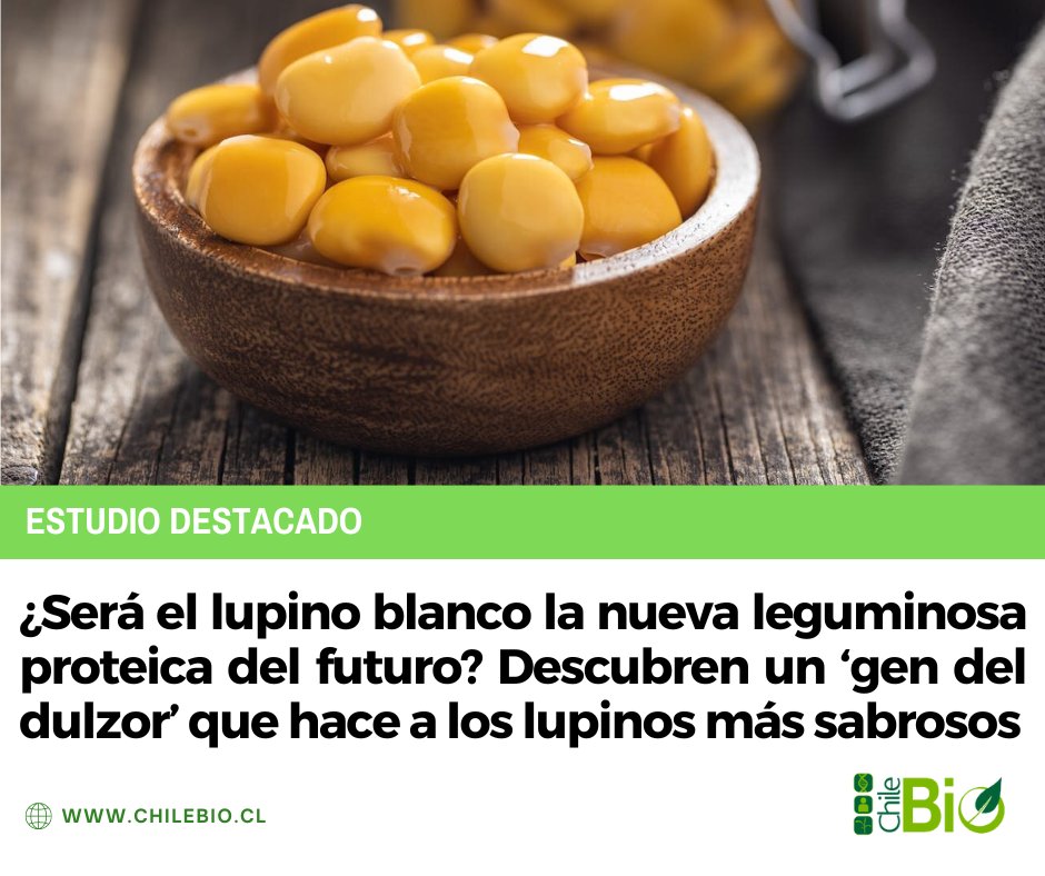 ChileBio_AG's tweet photo. Científicos europeos han identificado la mutación causal responsable del dulzor del #lupino blanco, una #leguminosa tradicionalmente amarga. El descubrimiento podría ayudar a fomentar una mayor diversidad y consumo de proteína vegetal de alta calidad 🫘📷 https://t.co/Lo4wPnNEoi https://t.co/J7bwGgylM8