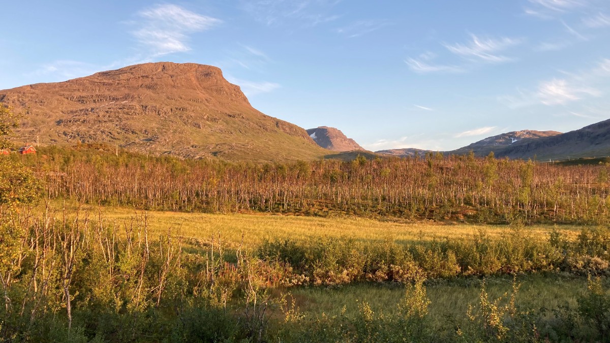 Höstarna blir varmare – då klättrar trädgränsen uppåt dlvr.it/Svcv7z
