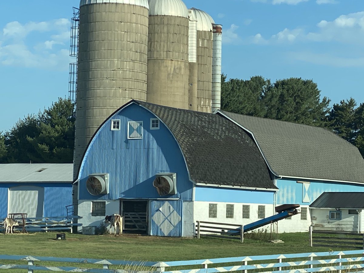 JimenaLaporta's tweet photo. Laboring in labor day!               Sampling the F2’s born to heat stressed F1’s…92•F in Wisconsin
🐄🥵🙌🏻🤓 https://t.co/XISSaCWPGu