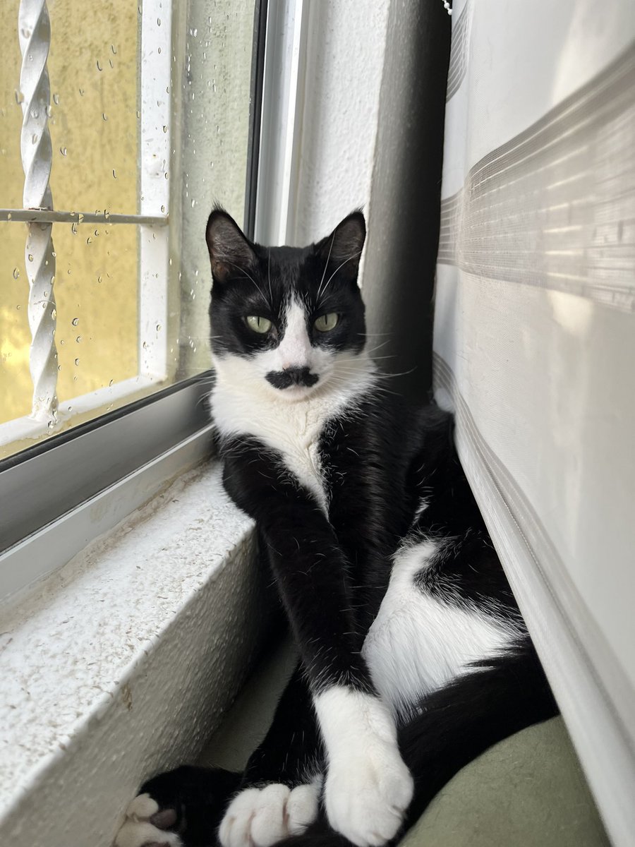 dali_gato's tweet photo. Buenas tardes 🧛🏻‍♂️ https://t.co/rrmwHVTijH