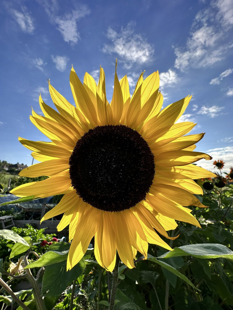 pvt_ak's tweet photo. Whilst I’m not complaining I’ve clearly overdone it today in todays heat as now feel awful. So I’m in bed hydrating !
Lesson to all - be careful gardening in the hot sun ! And take on fluids . 
Night night all x 
#allotment https://t.co/j5GtDlAdXG