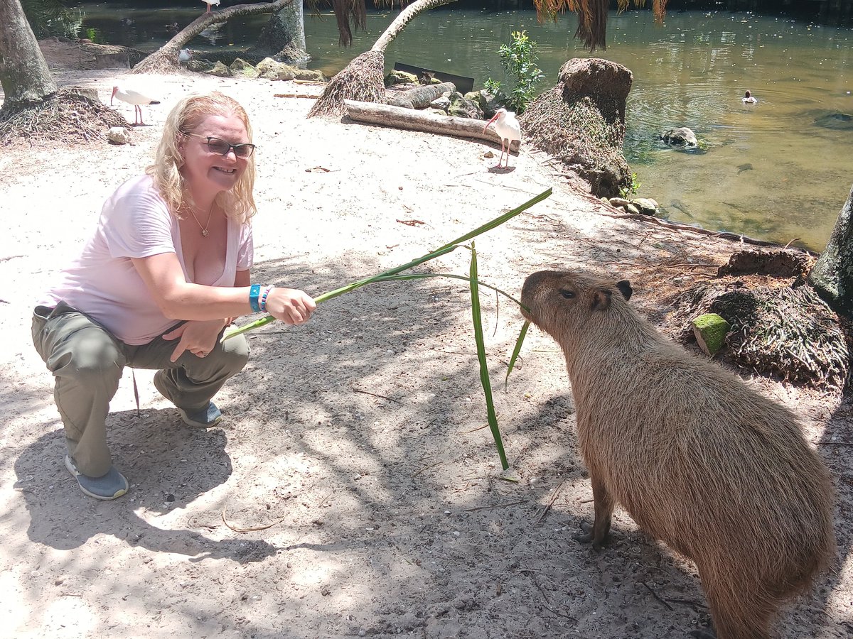 taffy_sinclair's tweet photo. I had a hot date w/ a South Florida celebrity. He goes by 1 name: Zeus.
#positiverodent
#Capybara
@CapybaraLand
@CAPYBARA_MAN
@GuineaPigDaily
@The_Real_Rasha
@GodzillaChinch1
@CentralPig
@deplor https://t.co/6LO8Aa3s56