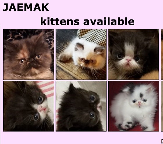 listing update! chocolatecats.com/kittens/himala…